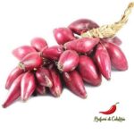 Cipolla Rossa di Tropea 1 kg